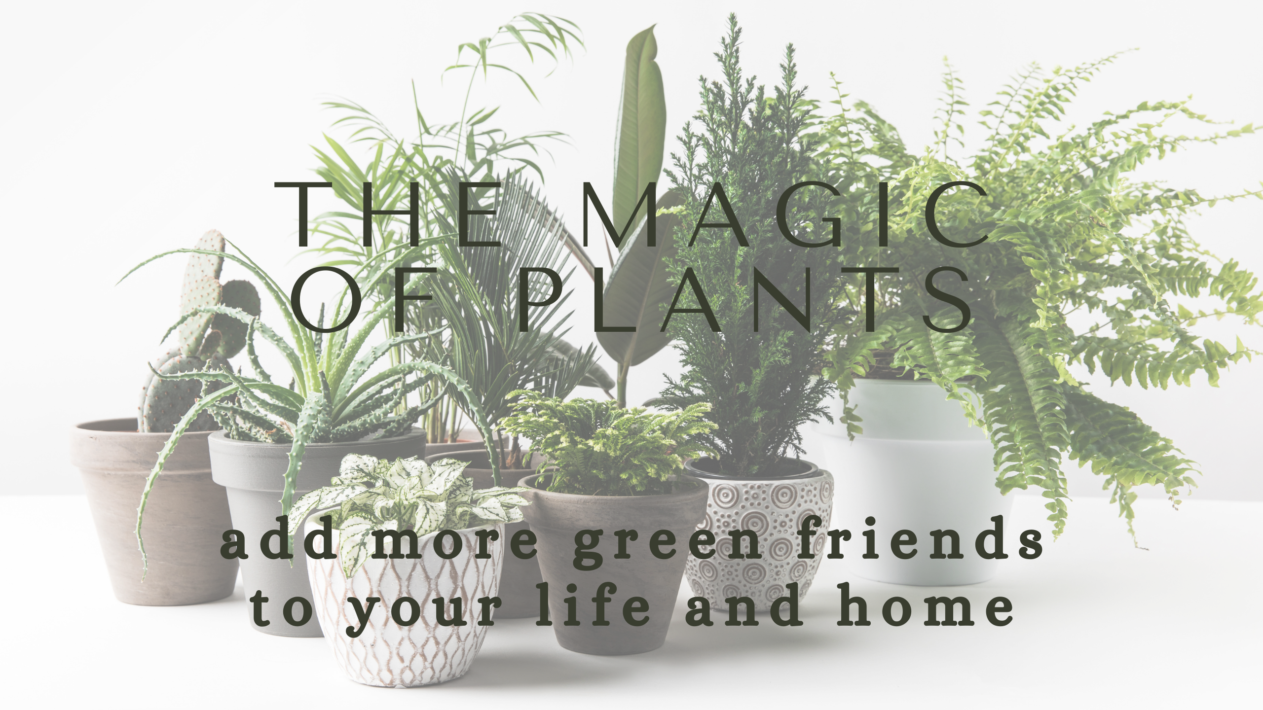 picture of a group of houseplants with text overlay that reads The Magic of Plants: add more green friends to your life and home