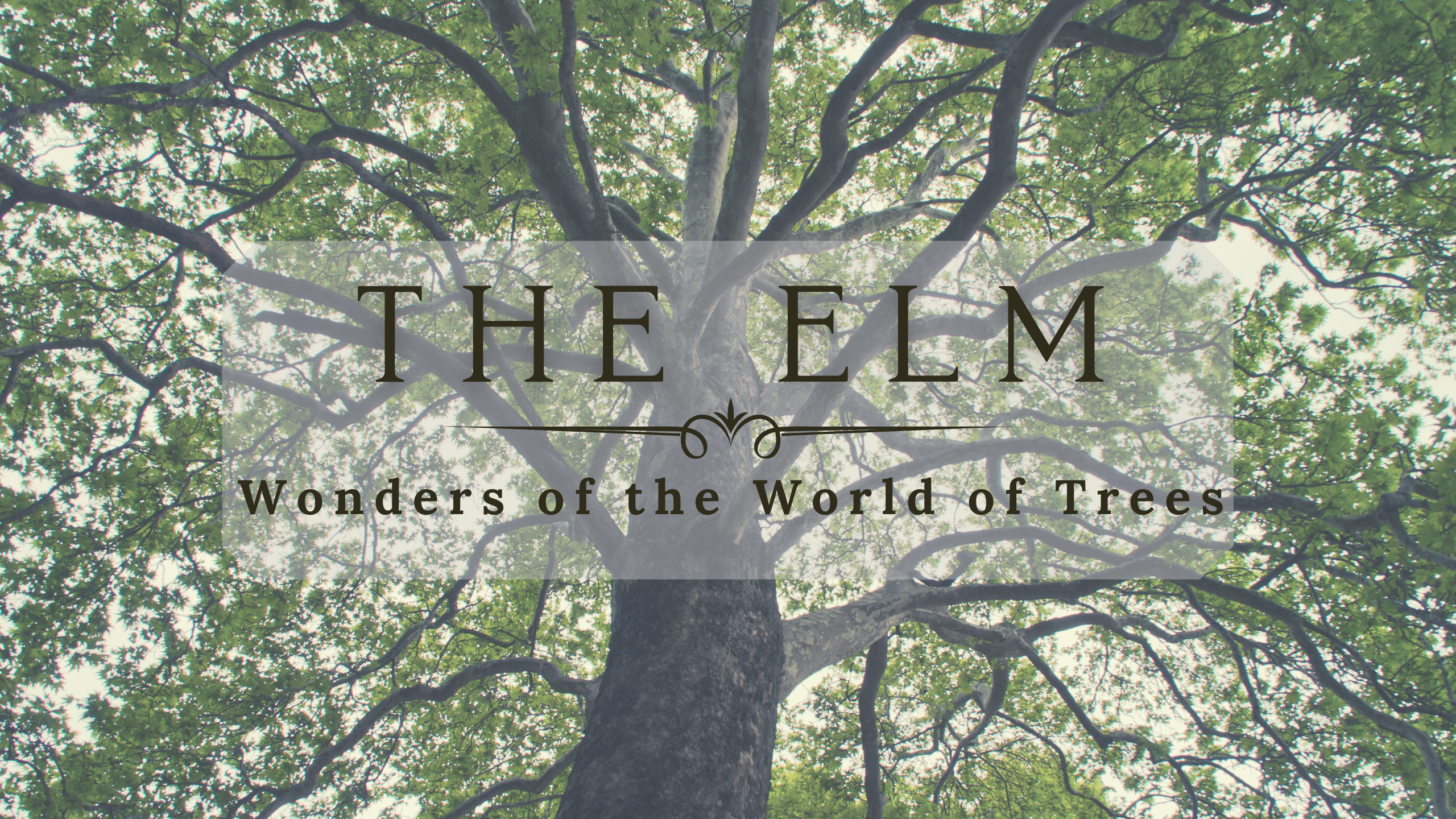 picture of an elm tree with the words "The Elm: Wonders of the World of Trees" in front