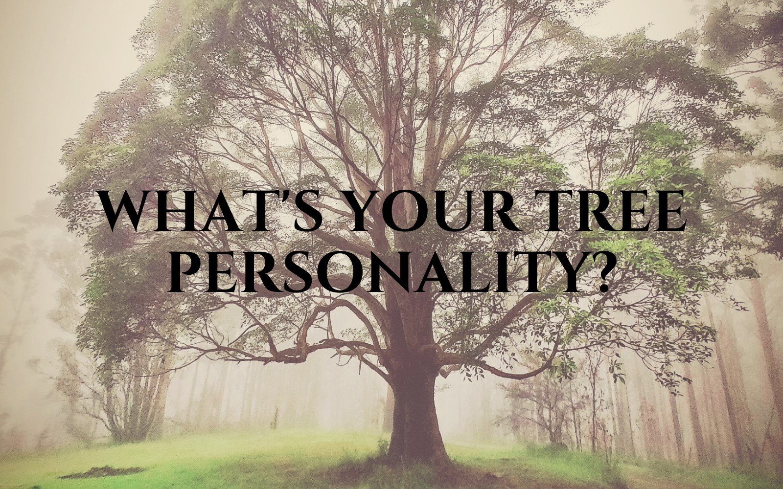 picture of a large tree with text overlay that reads What's Your Tree Personality?